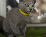 Кошки в Казани: Котята Русской голубой в Казани Девочка, 55 000 руб. - фото 3