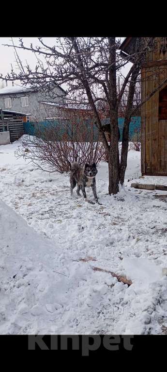 Собаки в Красноярске: Щенок  Мальчик, Бесплатно - фото 2