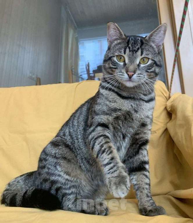 Кошки в Москве: юный котик Дениска ищет дом Мальчик, Бесплатно - фото 1