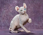 Кошки в Самаре: Котёнок по имени Al’t Мальчик, Бесплатно - фото 2