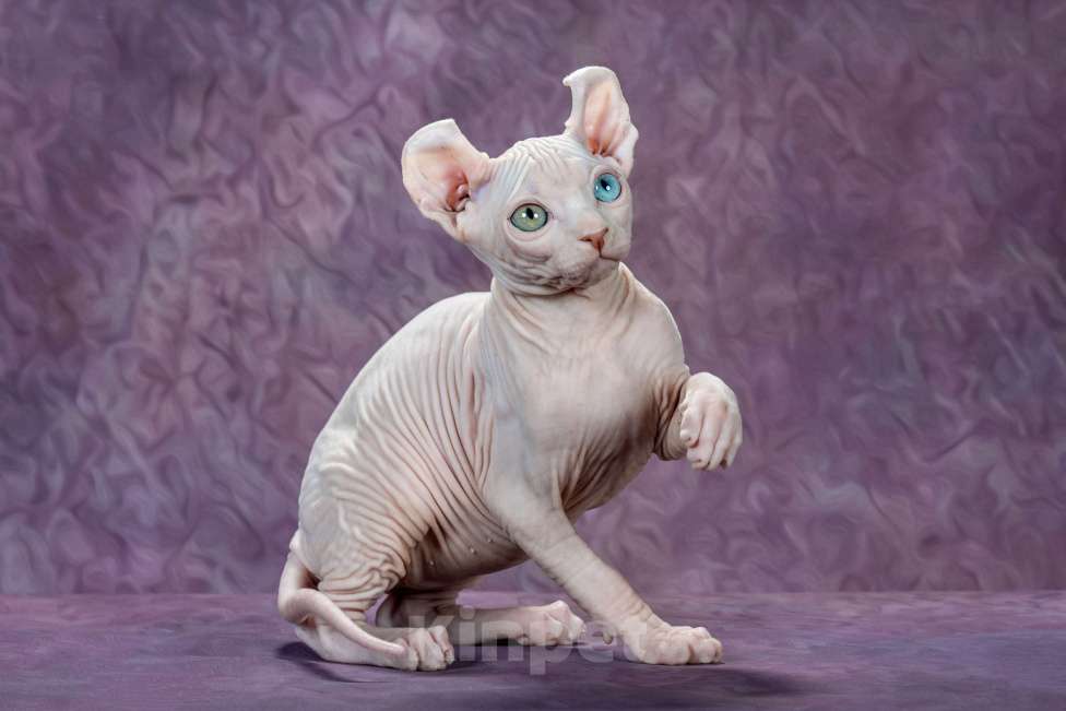 Кошки в Самаре: Котёнок по имени Al’t Мальчик, Бесплатно - фото 2