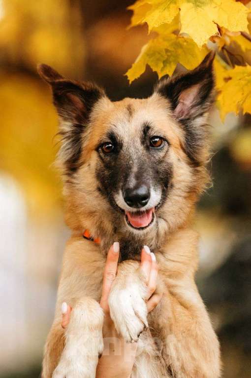 Собаки в Москве: Принцесса Сента в поиске дома! Девочка, Бесплатно - фото 8