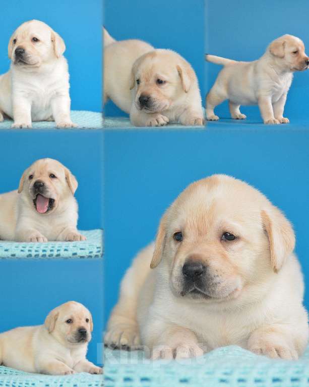 Собаки в Самаре: Щенок лабрадора  Девочка, 60 000 руб. - фото 2