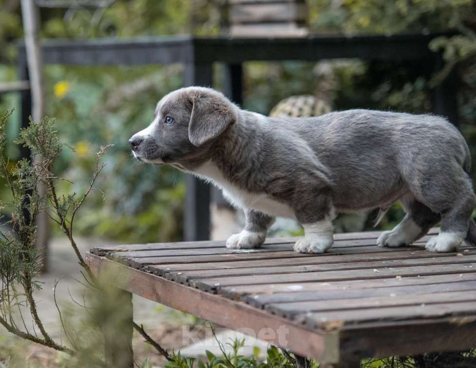 Собаки в других городах Московской области: Кардиган вельш корги Мальчик, Бесплатно - фото 8