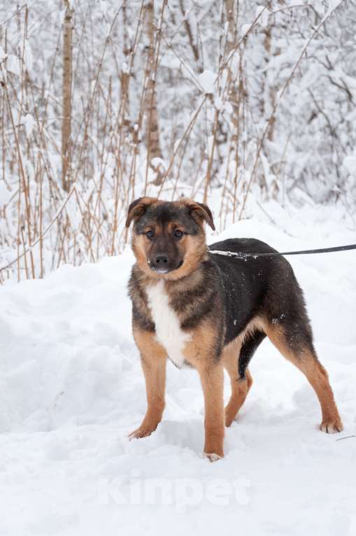Собаки в Ногинске: Эва - ваша инвестиция в счастье! Девочка, Бесплатно - фото 9