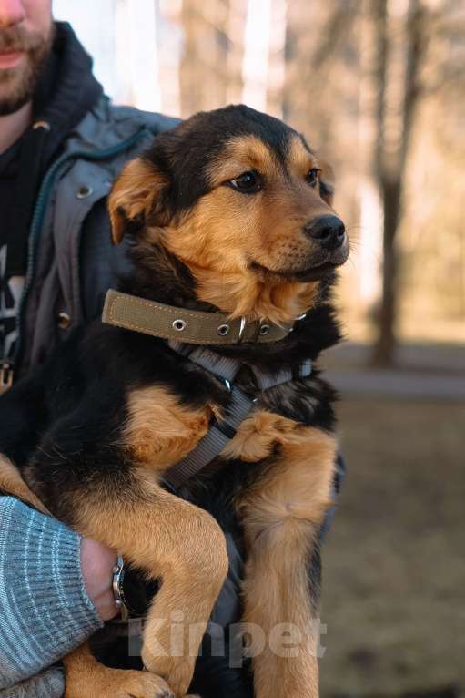 Собаки в Санкт-Петербурге: Щенок Джой из приюта в добрые руки Мальчик, Бесплатно - фото 6