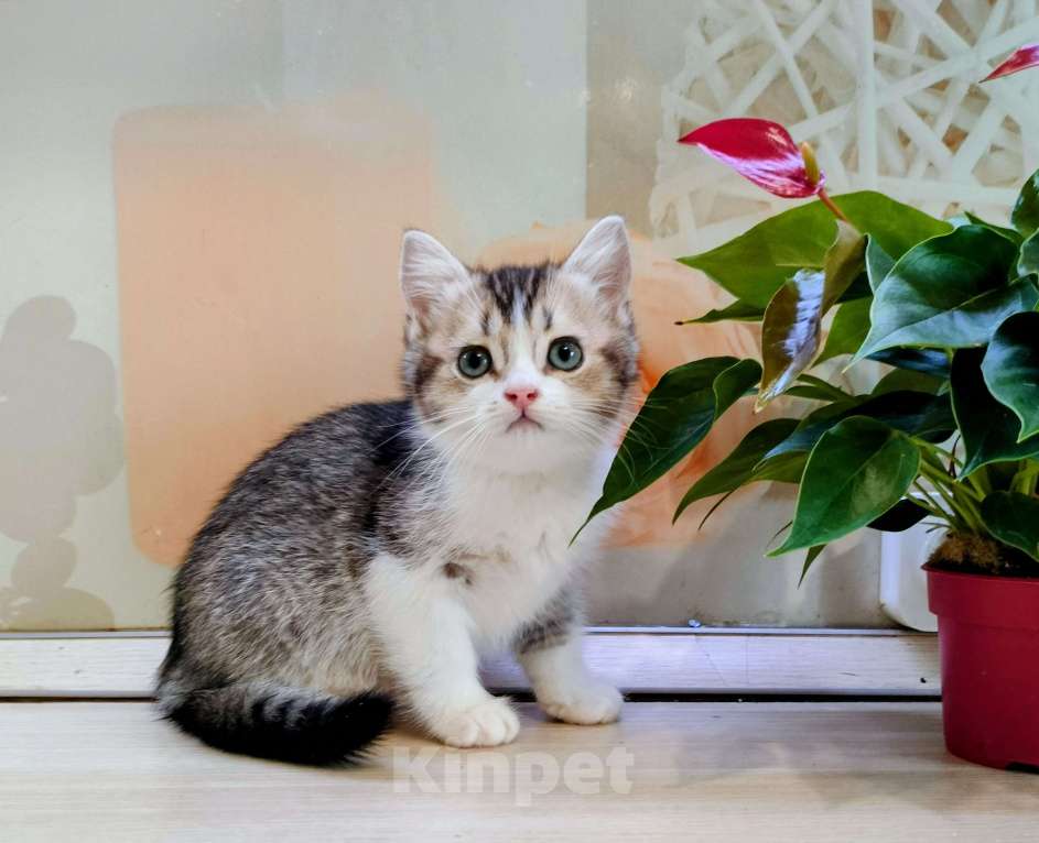 Кошки в Воронеже: Британская девочка окрас биколор Девочка, 25 000 руб. - фото 4