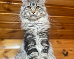 Кошки в Москве: Котята Мейн-кун Девочка, 40 000 руб. - фото 1