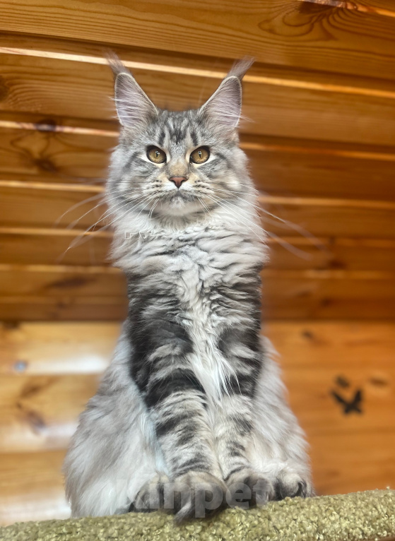 Кошки в Москве: Котята Мейн-кун Девочка, 40 000 руб. - фото 1