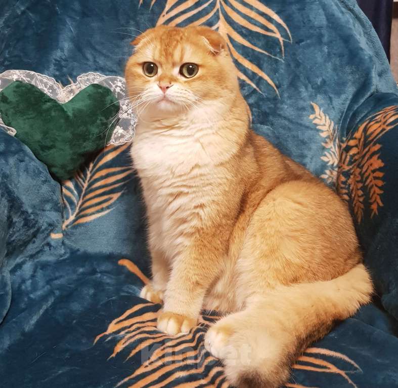 Кошки в Санкт-Петербурге: Шотландский кот Мальчик, 45 000 руб. - фото 5