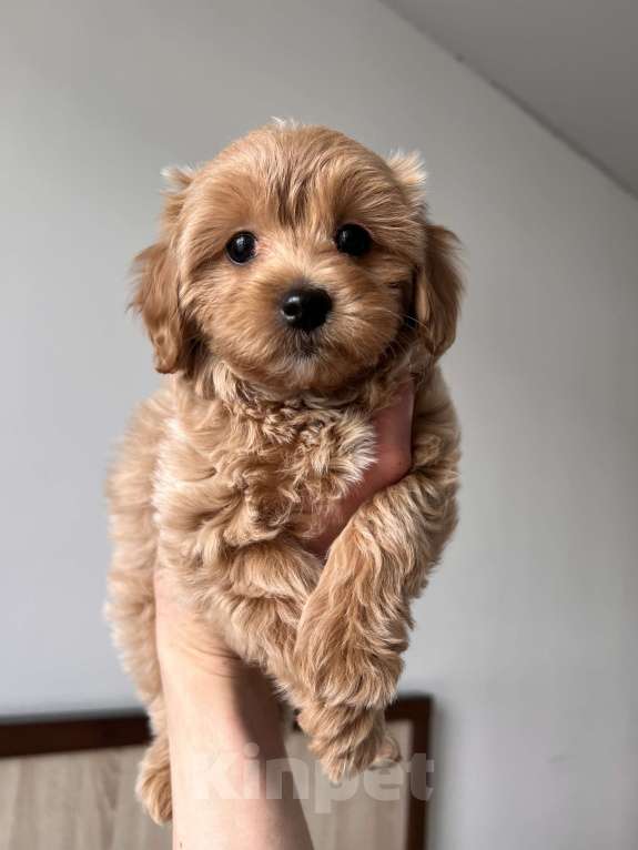 Собаки в Москве: Мальтипу Девочка, 110 000 руб. - фото 5