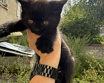 Кошки в Павловском Посаде: Котенок Мальчик, Бесплатно - фото 1