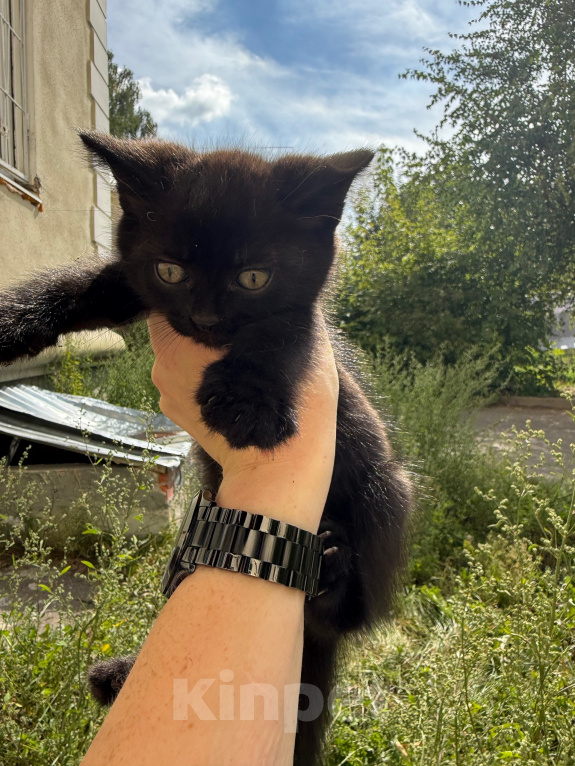 Кошки в Павловском Посаде: Котенок Мальчик, Бесплатно - фото 1