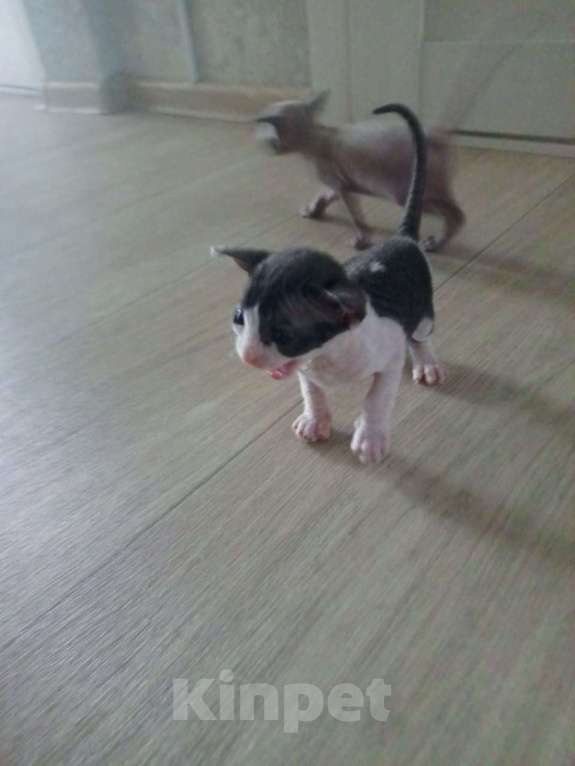 Кошки в Нижневартовске: Сфинкс Девочка, 5 000 руб. - фото 2