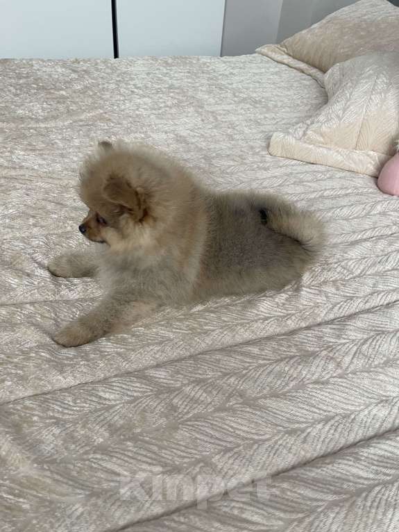 Собаки в Балашихе: Немецкий шпиц Девочка, 30 000 руб. - фото 5