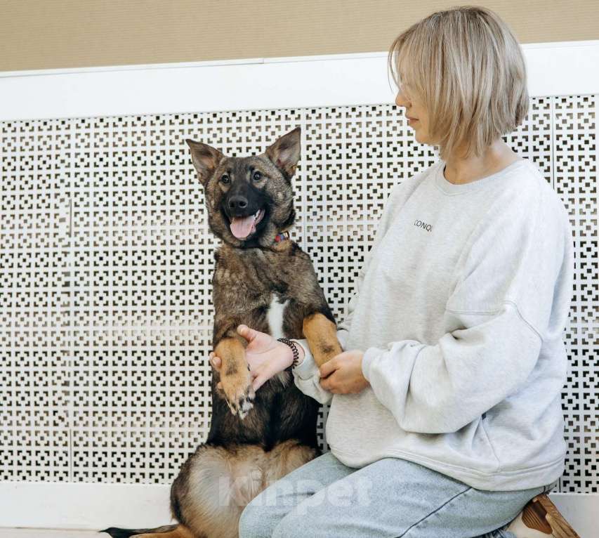 Собаки в Москве: Щенок бесплатно в Москве Девочка, Бесплатно - фото 9