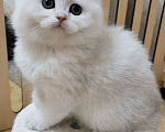 Кошки в Калуге: Серебристая шиншилла  Девочка, 70 000 руб. - фото 3