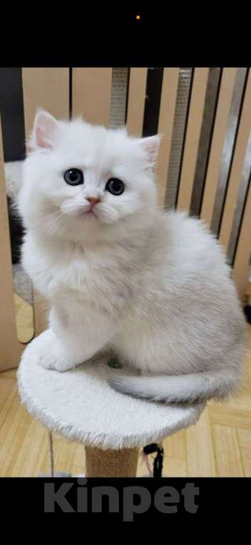 Кошки в Калуге: Серебристая шиншилла  Девочка, 70 000 руб. - фото 3