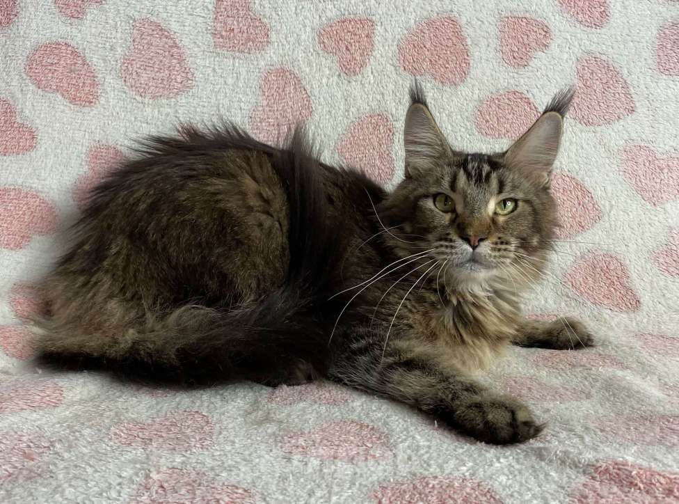 Кошки в Дмитрове: Черная тикированная девочка мейн кун Pandora Девочка, Бесплатно - фото 5