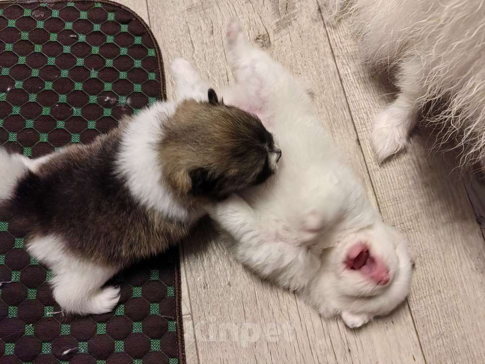 Собаки в Самаре: Немецкий шпиц Девочка, 50 000 руб. - фото 5