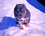 Собаки в Люберцах: Девочка- булли Девочка, 80 000 руб. - фото 1