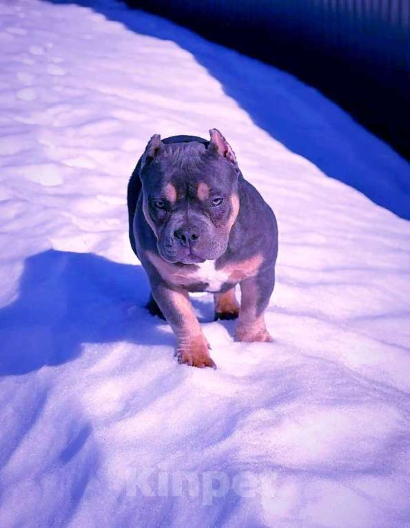 Собаки в Люберцах: Девочка- булли Девочка, 80 000 руб. - фото 1