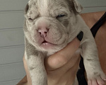 Собаки в Лыткарино: AMERICAN BULLY   девочка Девочка, 150 000 руб. - фото 5