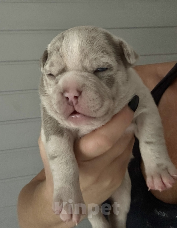 Собаки в Лыткарино: AMERICAN BULLY   девочка Девочка, 150 000 руб. - фото 5