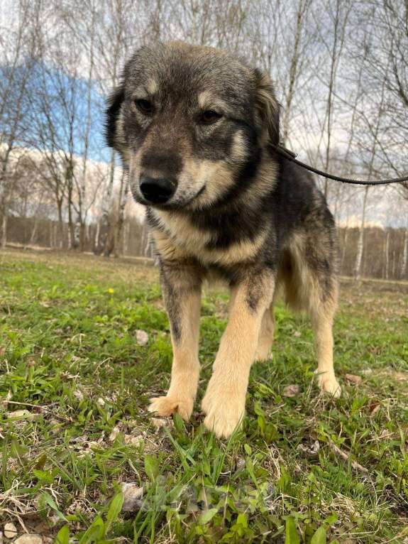 Собаки в Москве: Да как его до сих пор не заметили Мальчик, Бесплатно - фото 3