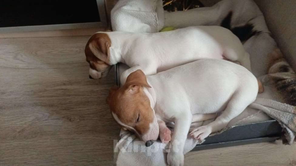 Собаки в Москве: Прода Джек Рассел терьер  Девочка, 15 000 руб. - фото 2