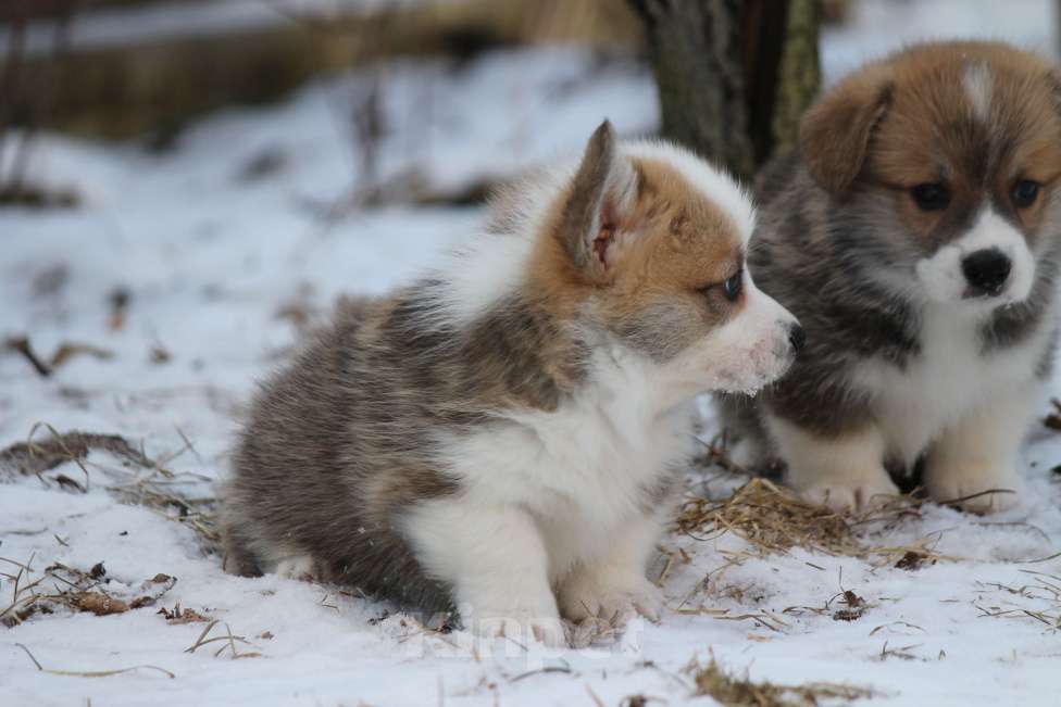 Собаки в Одинцово: Вельш Корги Пемброк Мальчик, 60 000 руб. - фото 2