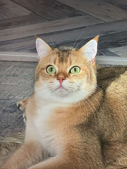 Отдам кота в добрые руки