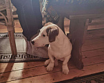 Собаки в Одинцово: Найден Джек Рассел Перхушково Мальчик, 1 руб. - фото 4