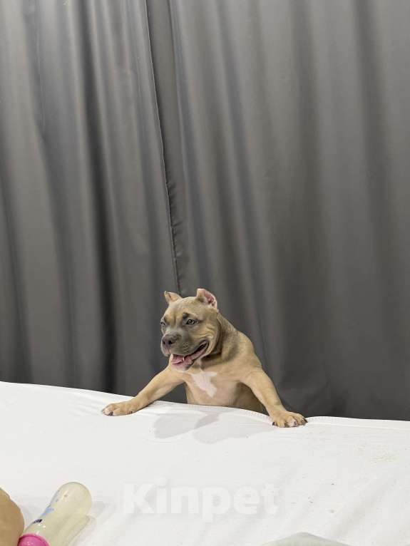 Собаки в Новосибирске: Щенок Американский булли Девочка, 65 000 руб. - фото 1