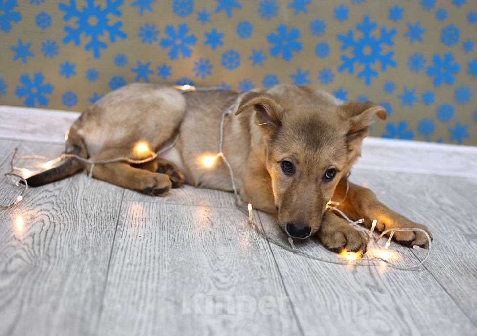 Собаки в Москве: Щенки бесплатно в Москве Девочка, Бесплатно - фото 3
