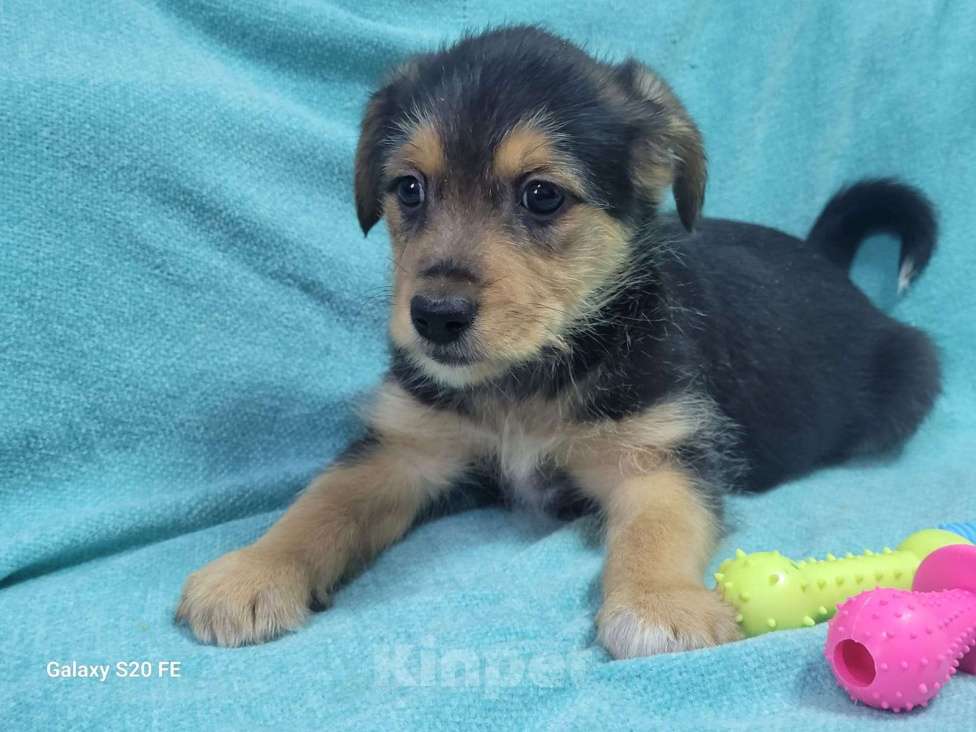 Собаки в Москве: Маленький щенок из приюта в добрые руки Мальчик, Бесплатно - фото 2