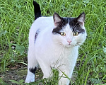 Кошки в Москве: найден кот Мальчик, Бесплатно - фото 1