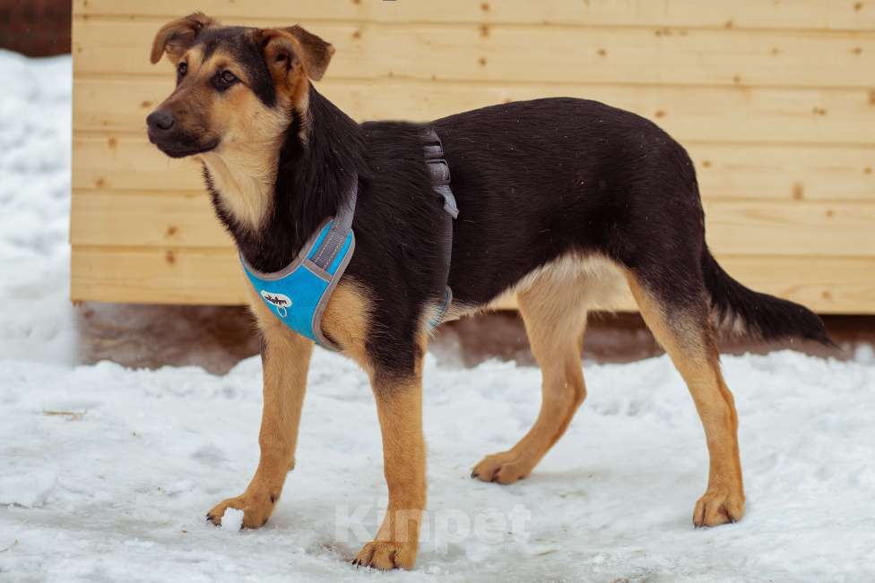 Собаки в Москве: щенок Чупа в добрые руки Девочка, Бесплатно - фото 7