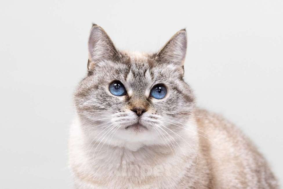 Кошки в Москве: кошка Сима в добрые руки Девочка, Бесплатно - фото 4