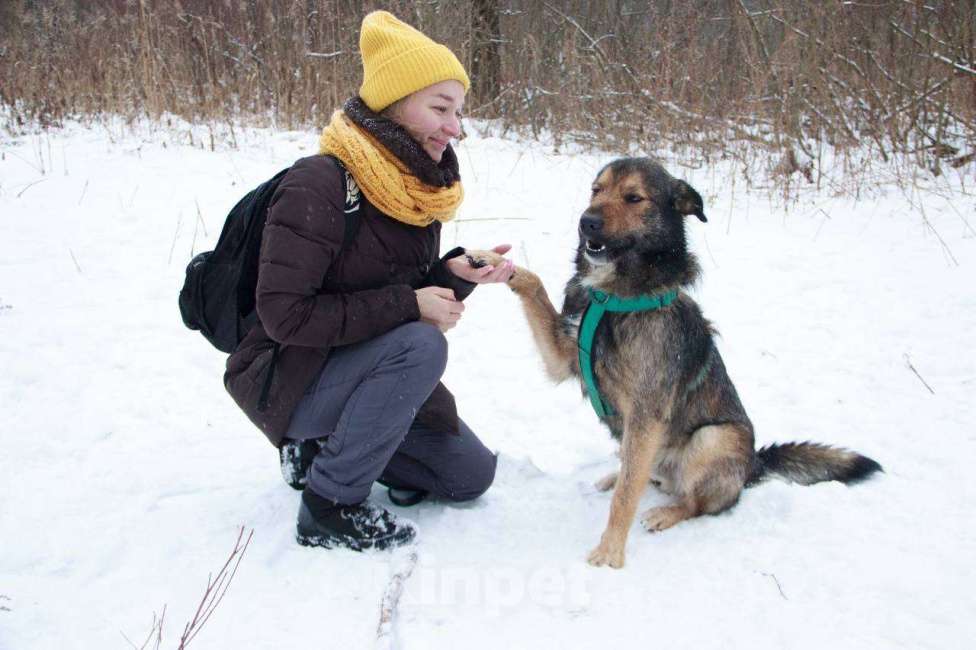 Собаки в Москве: Тимбо Мальчик, Бесплатно - фото 3