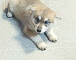 Собаки в Туле: Щенки метисы хаски срочно нужен дом Мальчик, 10 руб. - фото 1