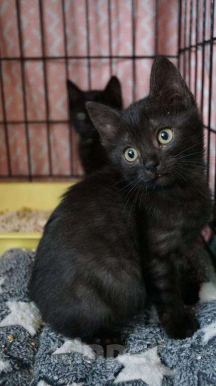 Кошки в Москве: Пенка с окрасом чёрный дым: даром Девочка, Бесплатно - фото 6