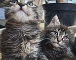 Кошки в Малмыже: Котята мейнкунята ,2 месяца, 3 900 руб. - фото 6