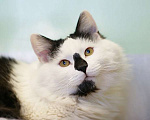 Кошки в Москве: Классный, спокойный и разумный кот Сильвер Мальчик, Бесплатно - фото 1