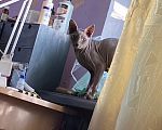 Кошки в Красногорске: Отдам кота в добрые руки Мальчик, Бесплатно - фото 1