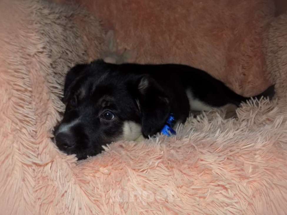 Собаки в Москве: Португальский поденгу, мальчик mix Мальчик, 20 000 руб. - фото 2