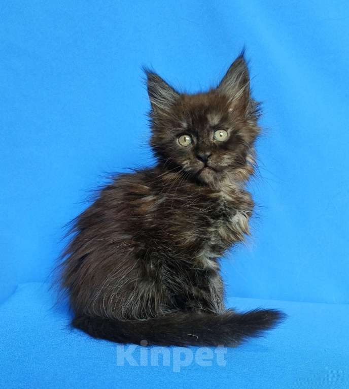 Кошки в Москве: Котёнок Мейн-Кун Мальчик Мальчик, 65 000 руб. - фото 5