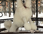Собаки в Москве: Щенки Большого пуделя  Мальчик, 40 000 руб. - фото 7