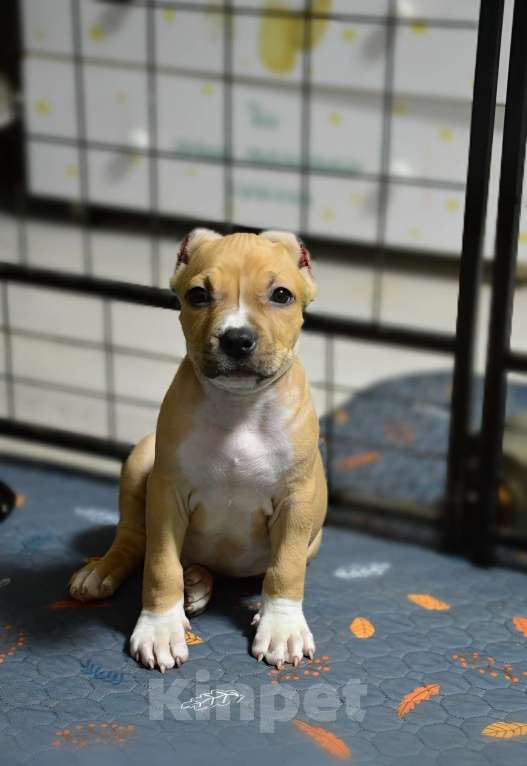 Собаки в Москве: Рыжий мальчик Амстафф Мальчик, 50 000 руб. - фото 1