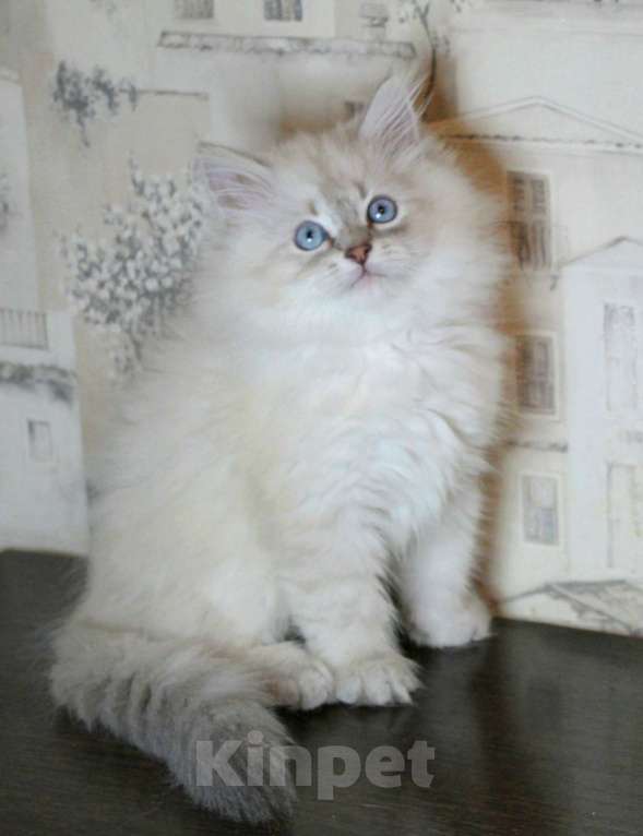 Кошки в Кирове: Шикарный малыш  Мальчик, 30 000 руб. - фото 1